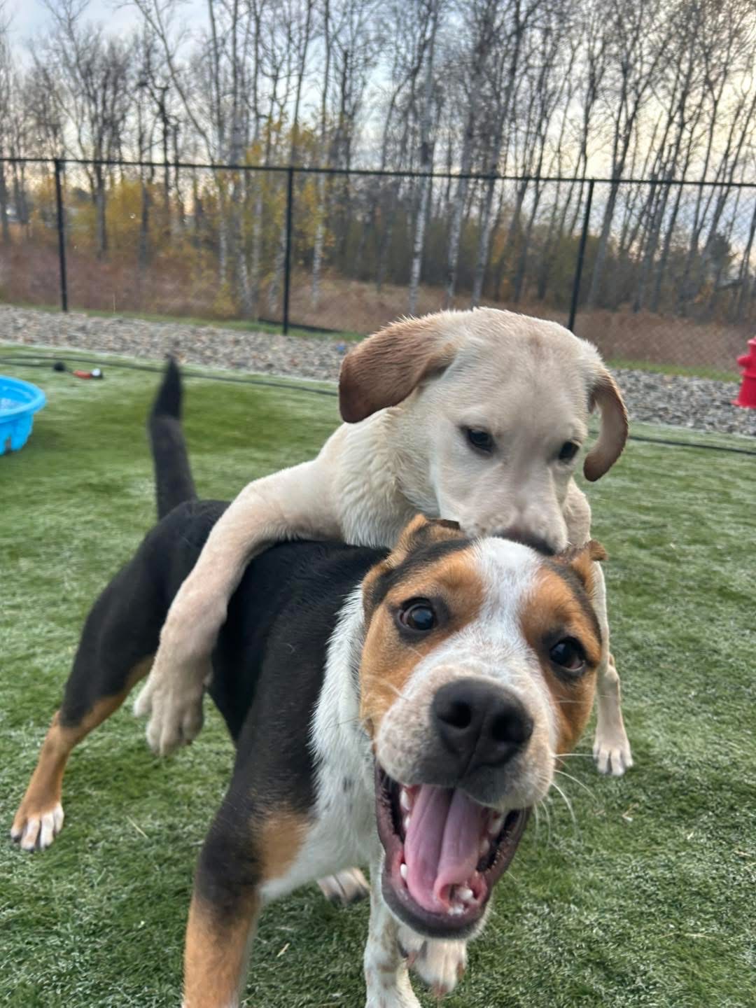 Maverick being social